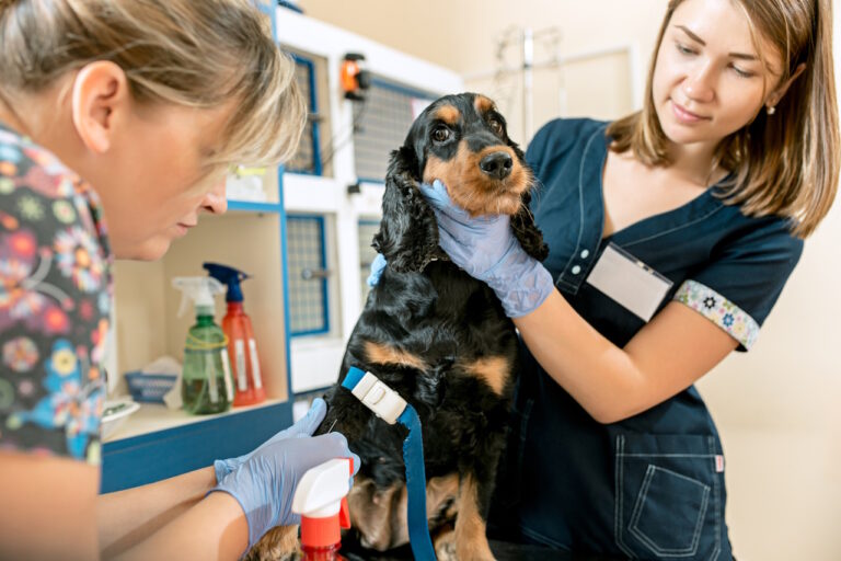 The medicine, pet care and people concept - dog and veterinarian doctor at vet clinic