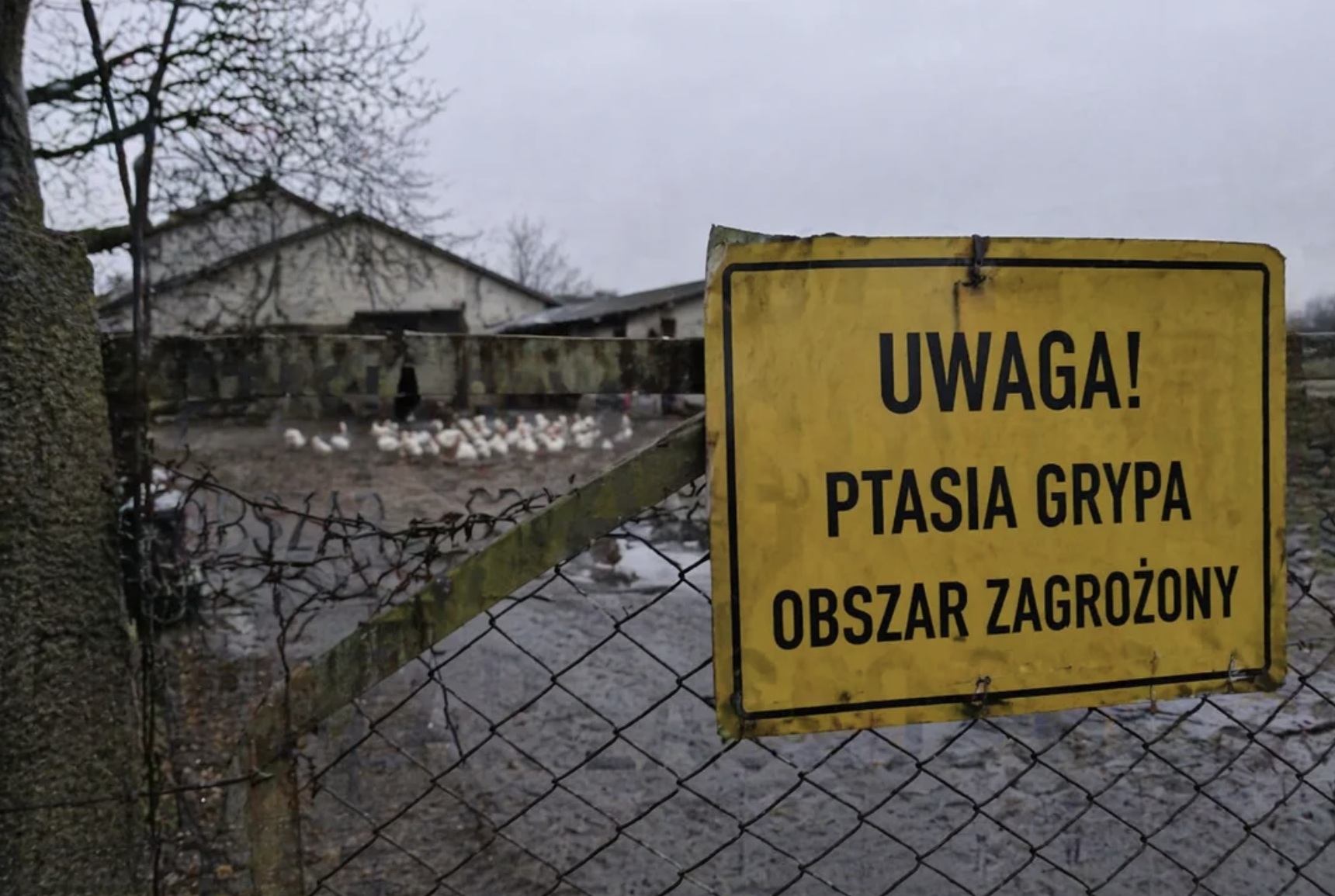pogotowie sanitarne kraju